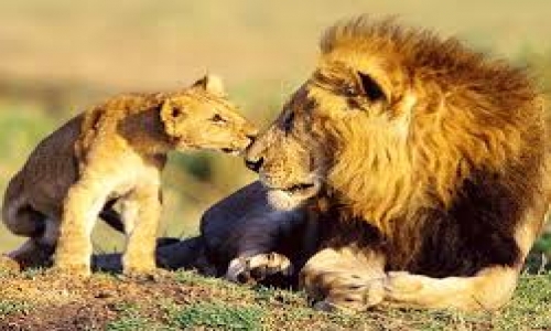 Gir Diu Tour